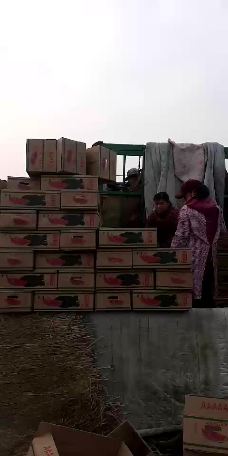 黑美人西瓜