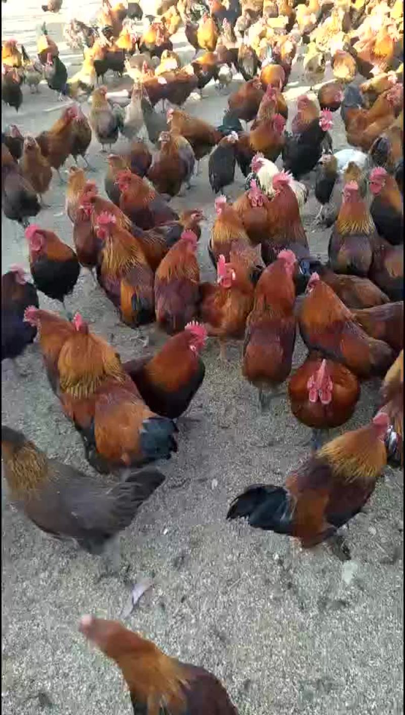 散养
