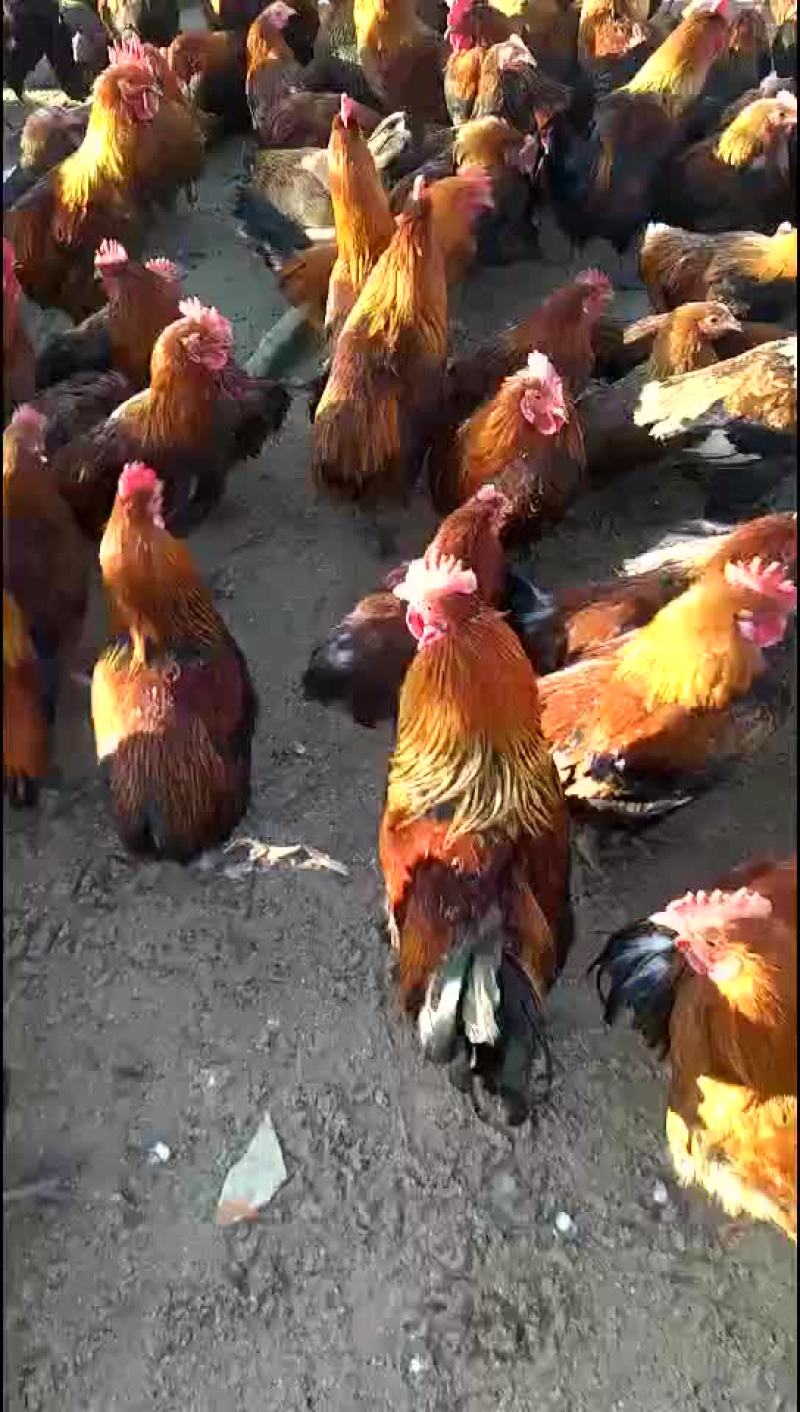 散养