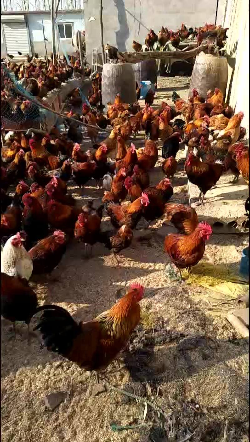 散养