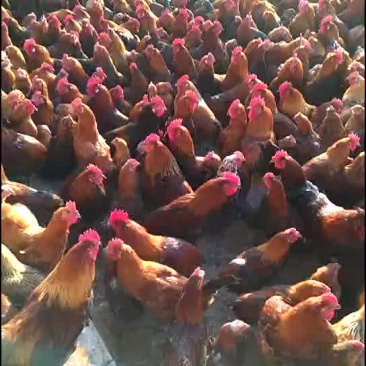 散养