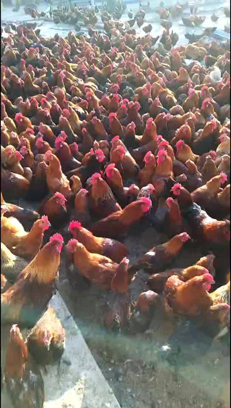 散养