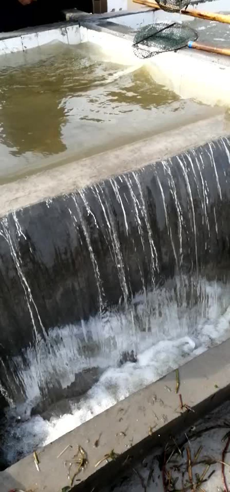 水产种苗