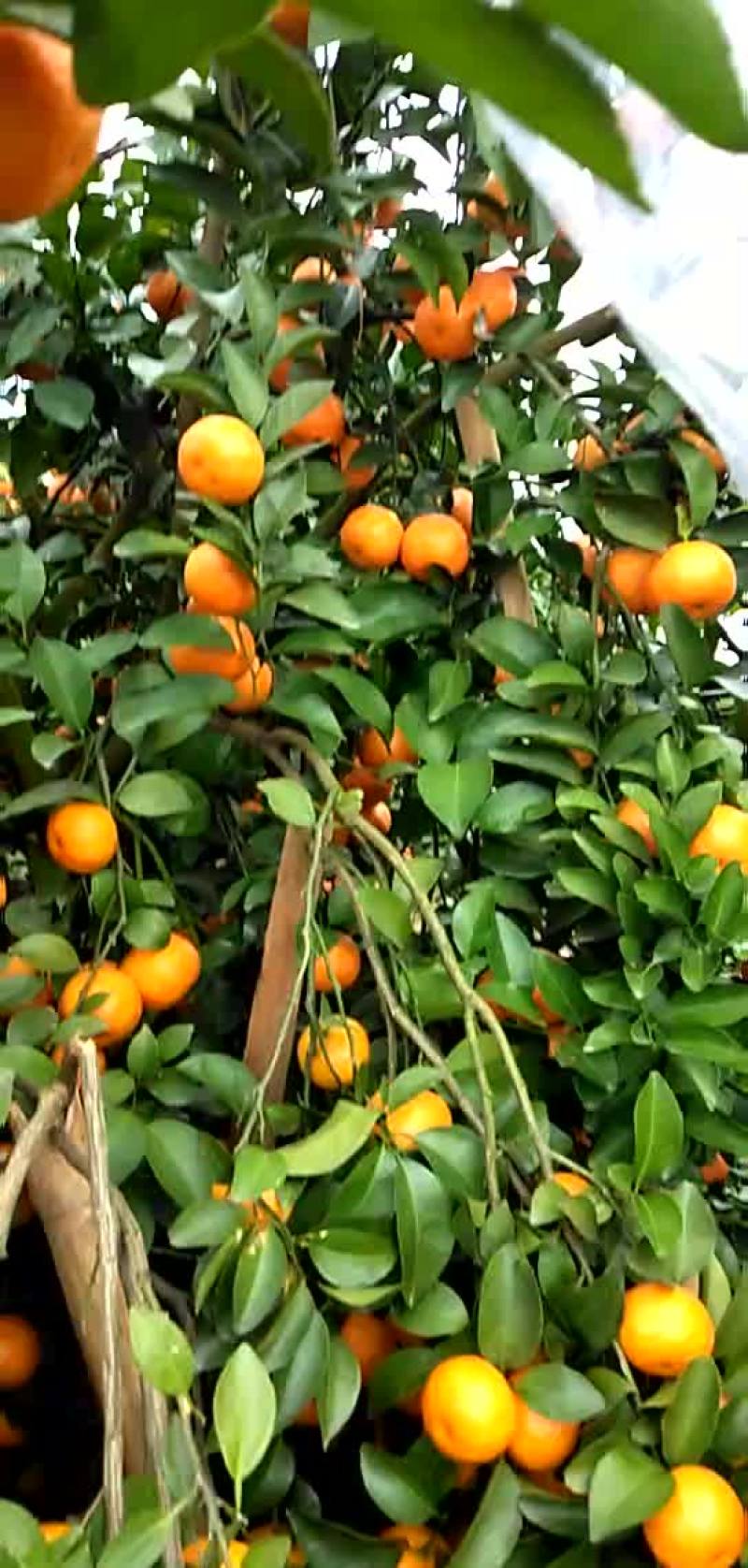 沙糖桔便宜了