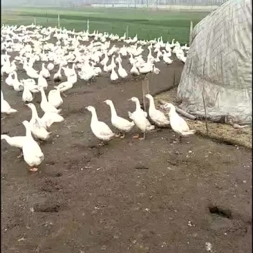 常年收受各种商品鹅老鹅