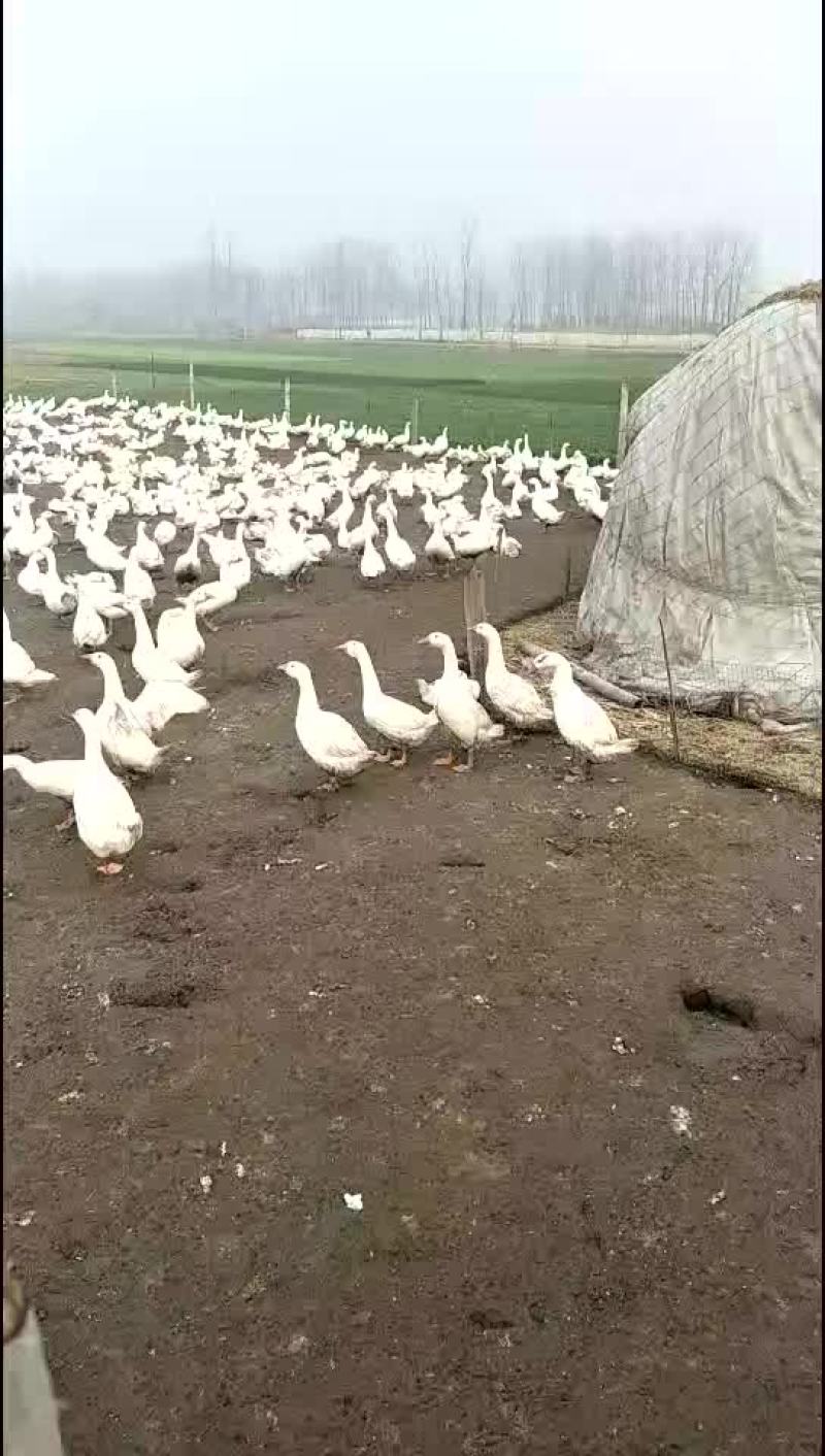 常年收受各种商品鹅老鹅
