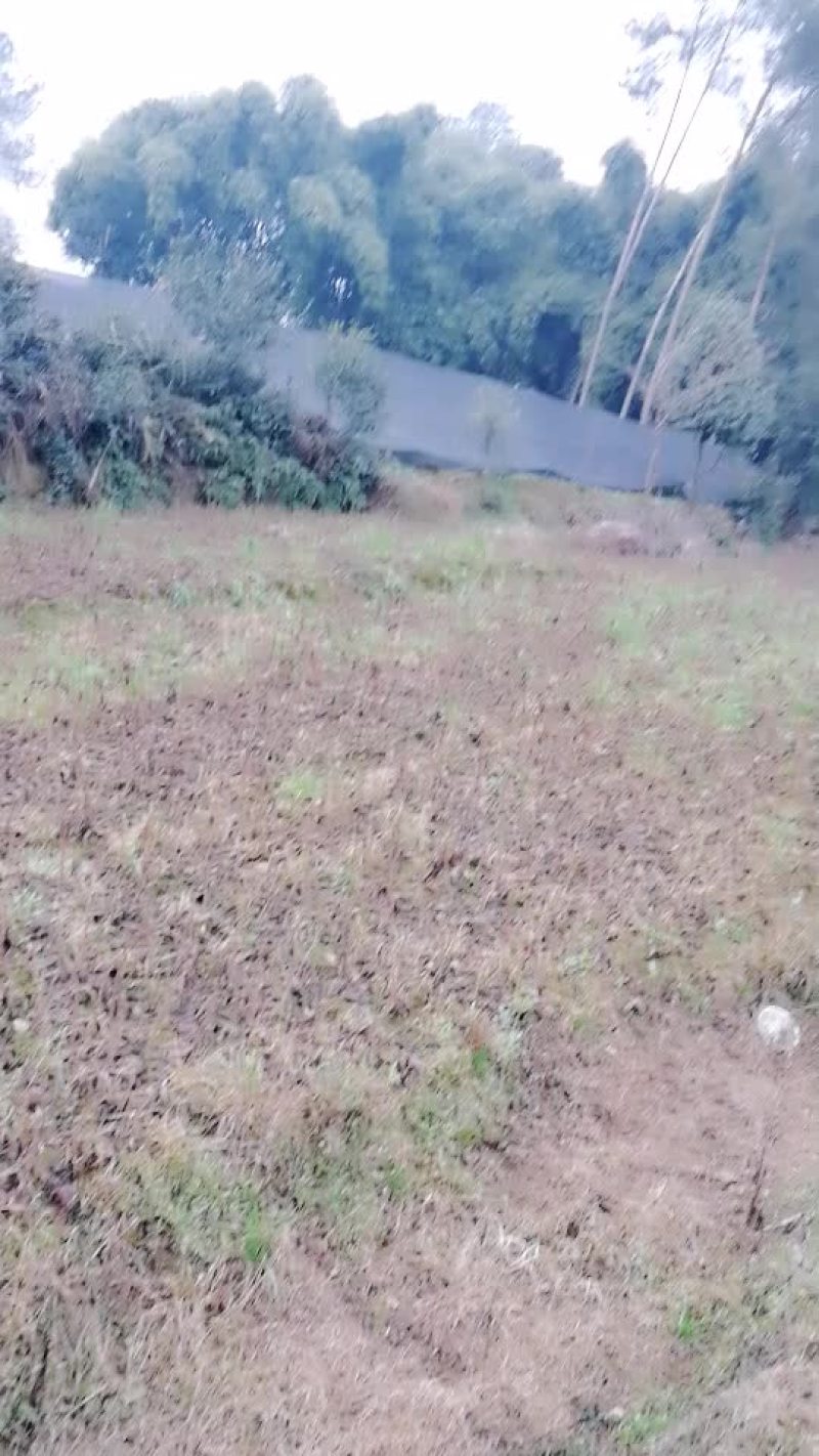 野生猕猴桃苗嫁接红心、黄心绿心砧木苗无溃疡病