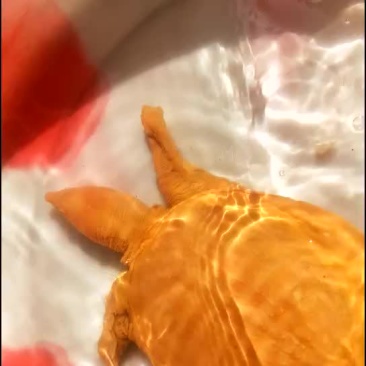 黄金甲