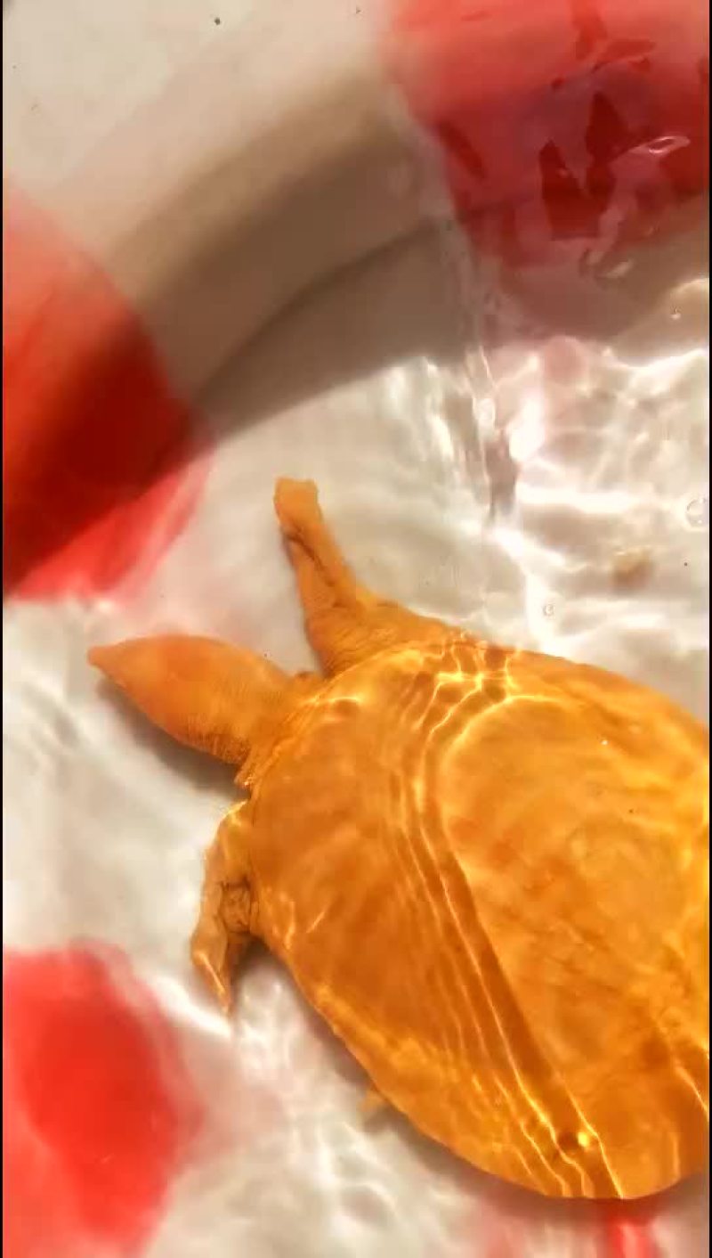 黄金甲