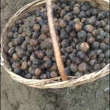 沙藏七叶树种子！！！！！！！