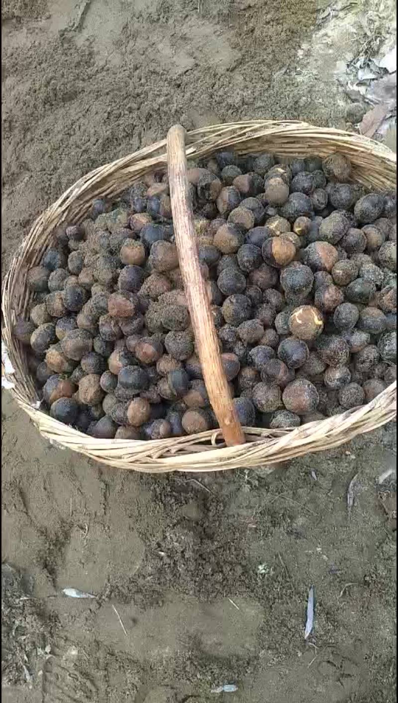 沙藏七叶树种子！！！！！！！