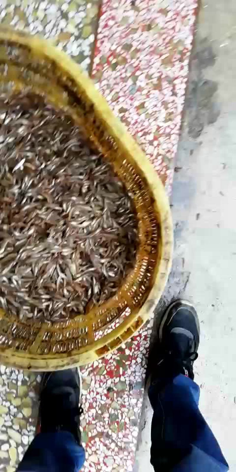 批发山根鱼
