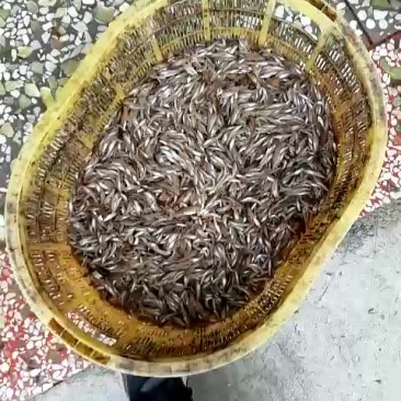 批发山根鱼