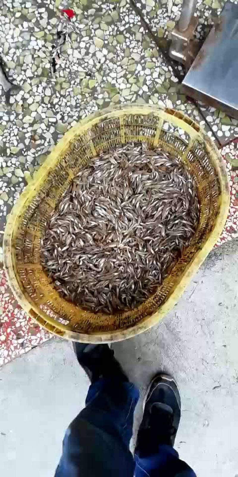 批发山根鱼
