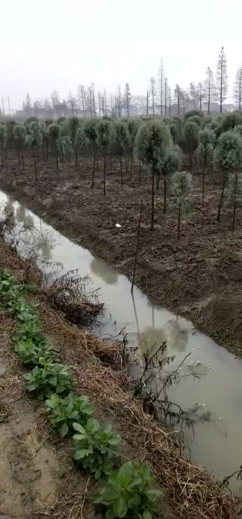 蓝冰柏