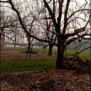 柿树