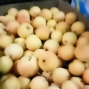 有要南果梨的吗长春市附近