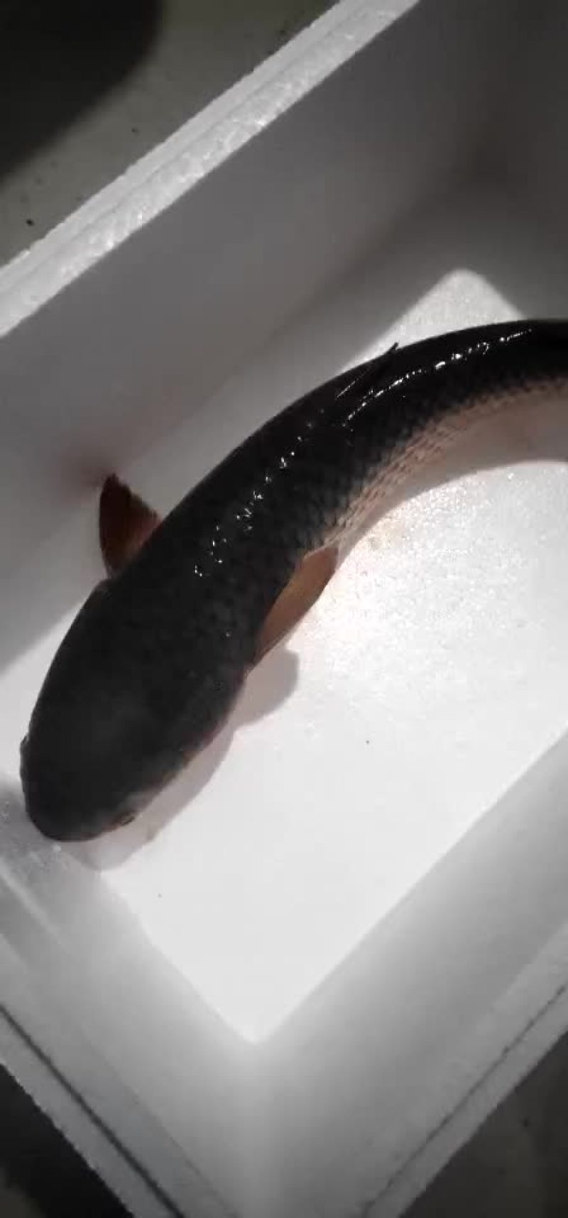 水产