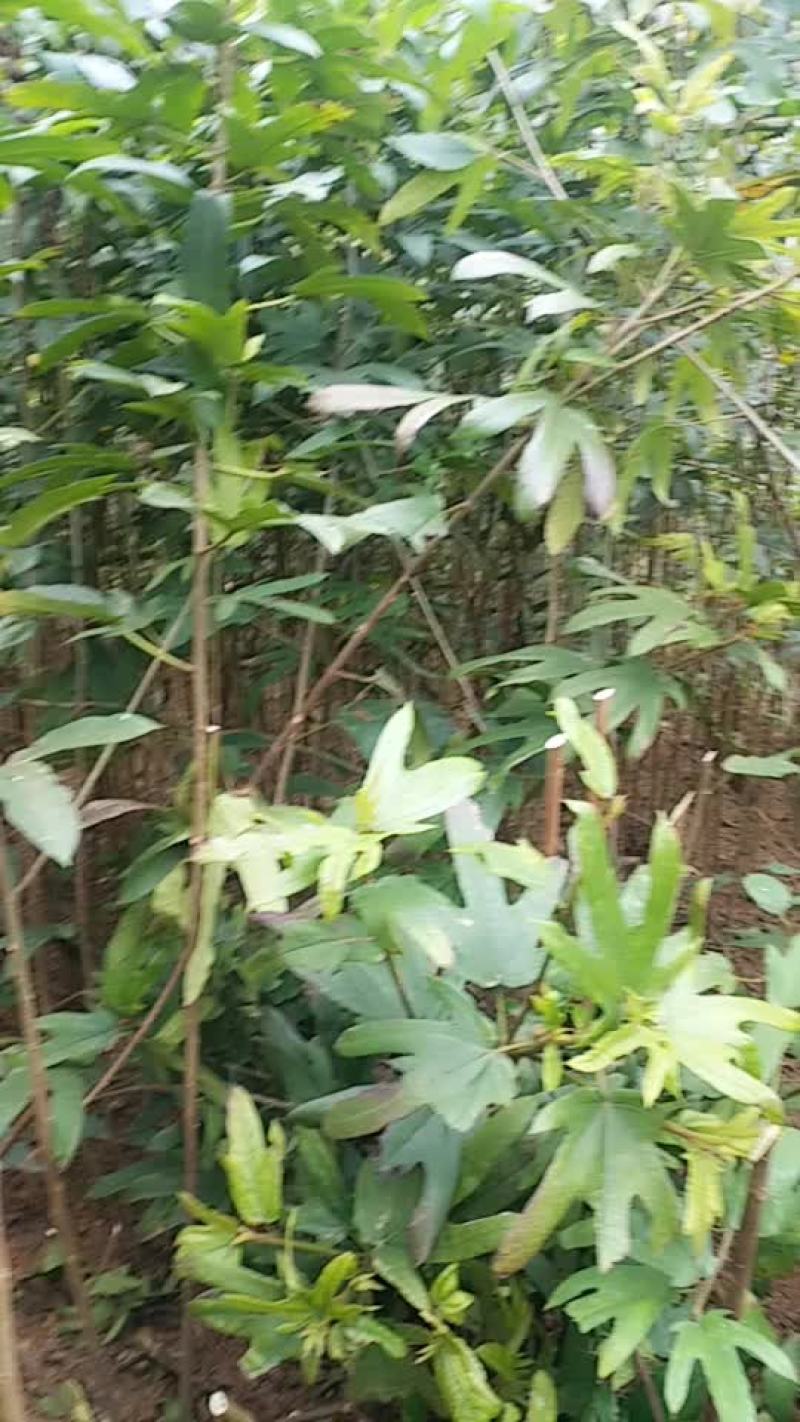 五指毛桃苗