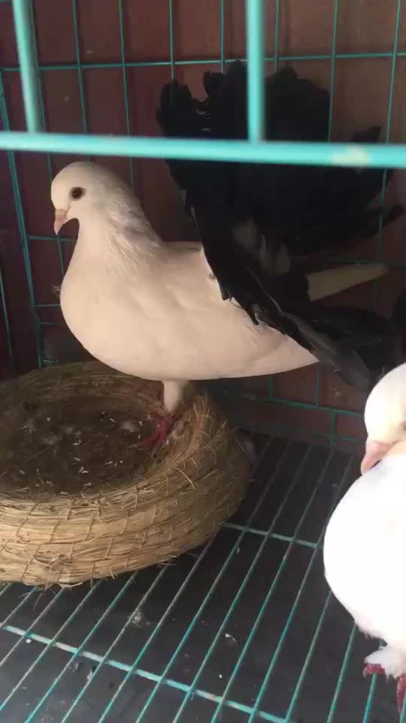 凤尾鸽漂亮的凤尾鸽白色黑色