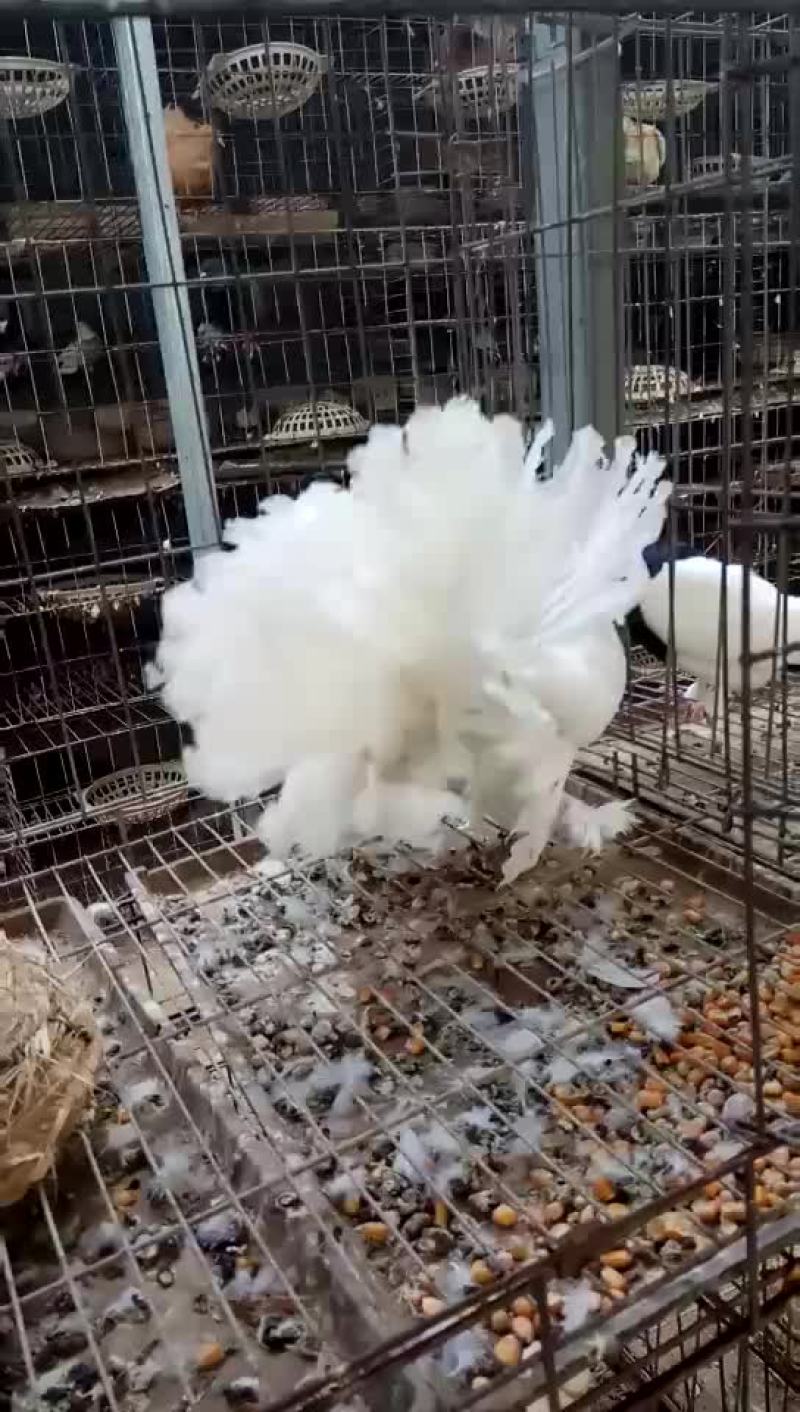凤尾鸽漂亮的凤尾鸽白色黑色