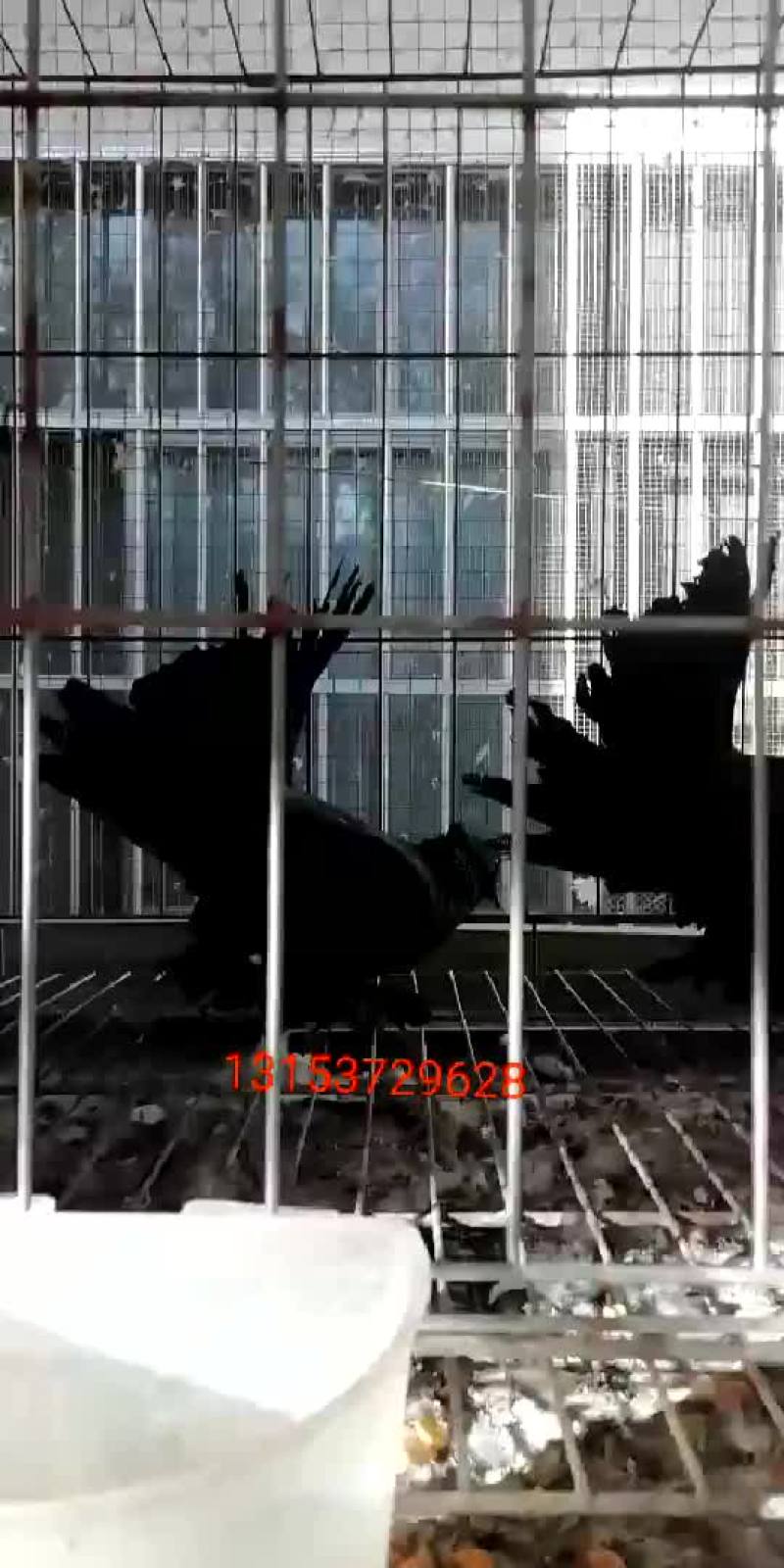 凤尾鸽漂亮的凤尾鸽白色黑色