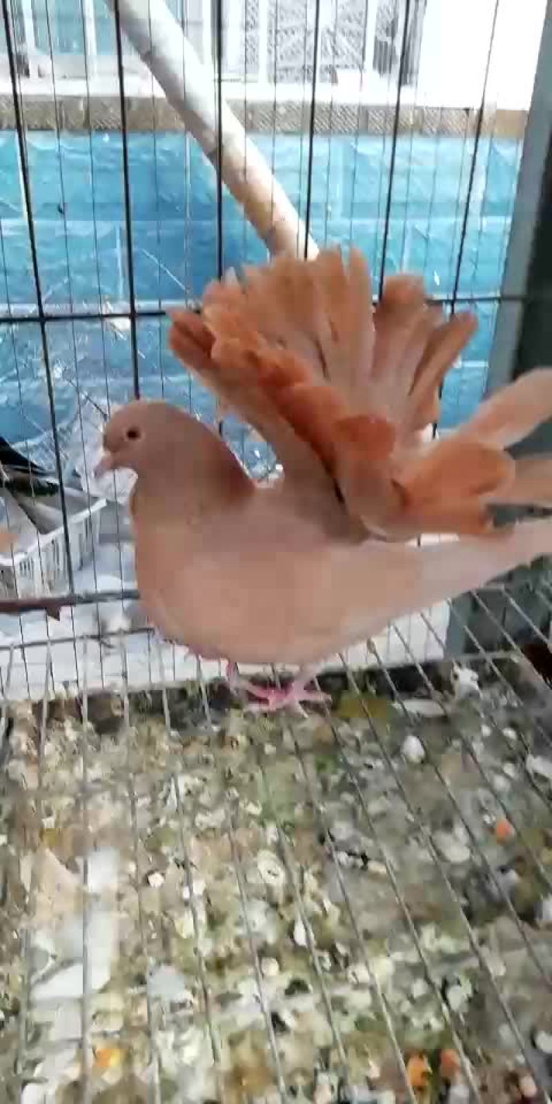 凤尾鸽漂亮的凤尾鸽白色黑色