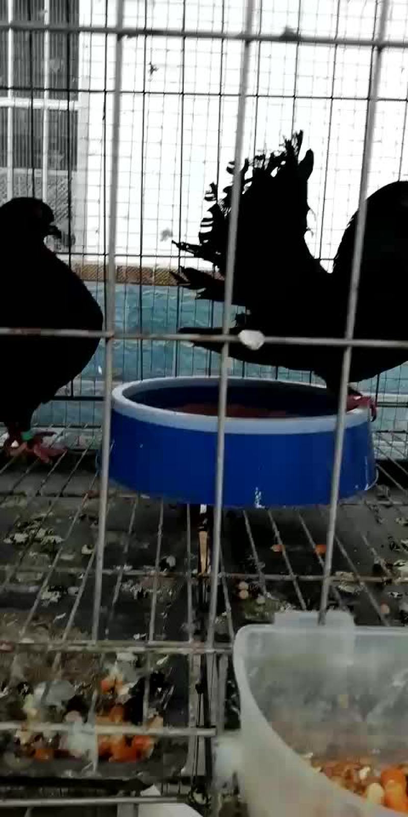 凤尾鸽漂亮的凤尾鸽白色黑色