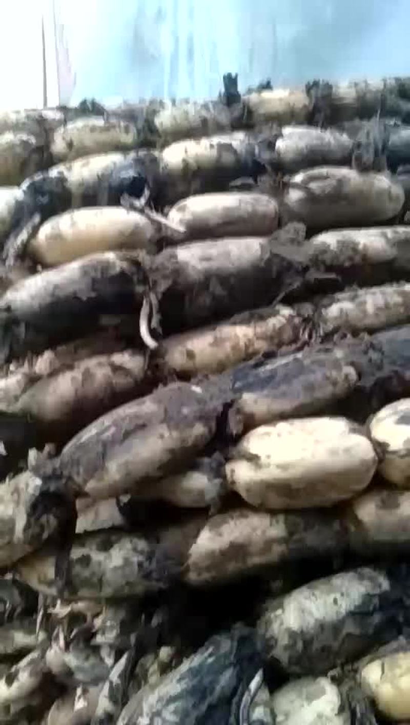 莲藕后天装车。