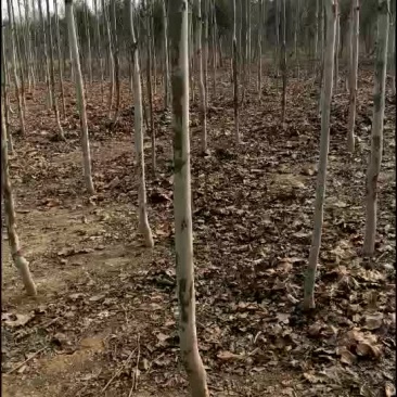 法桐