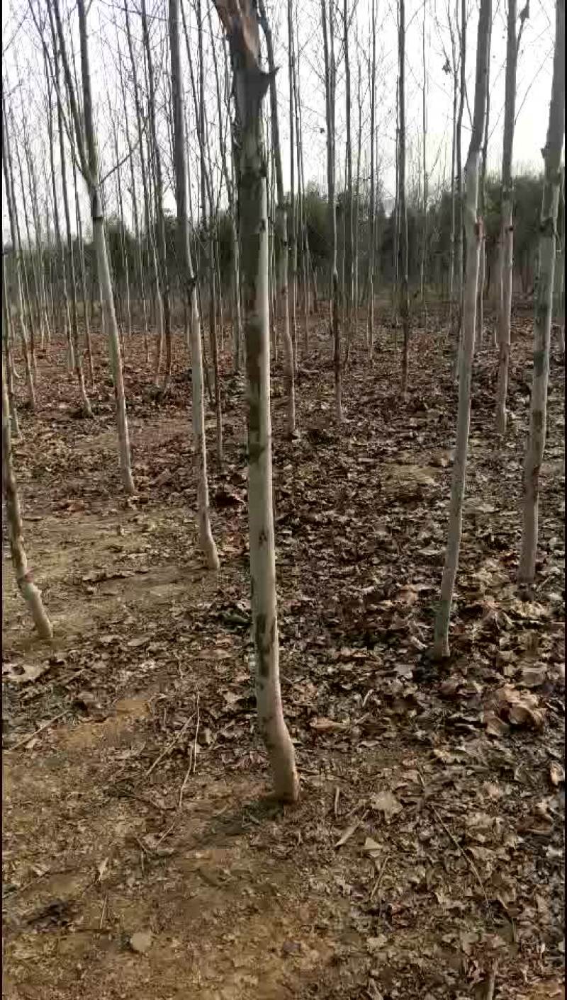法桐