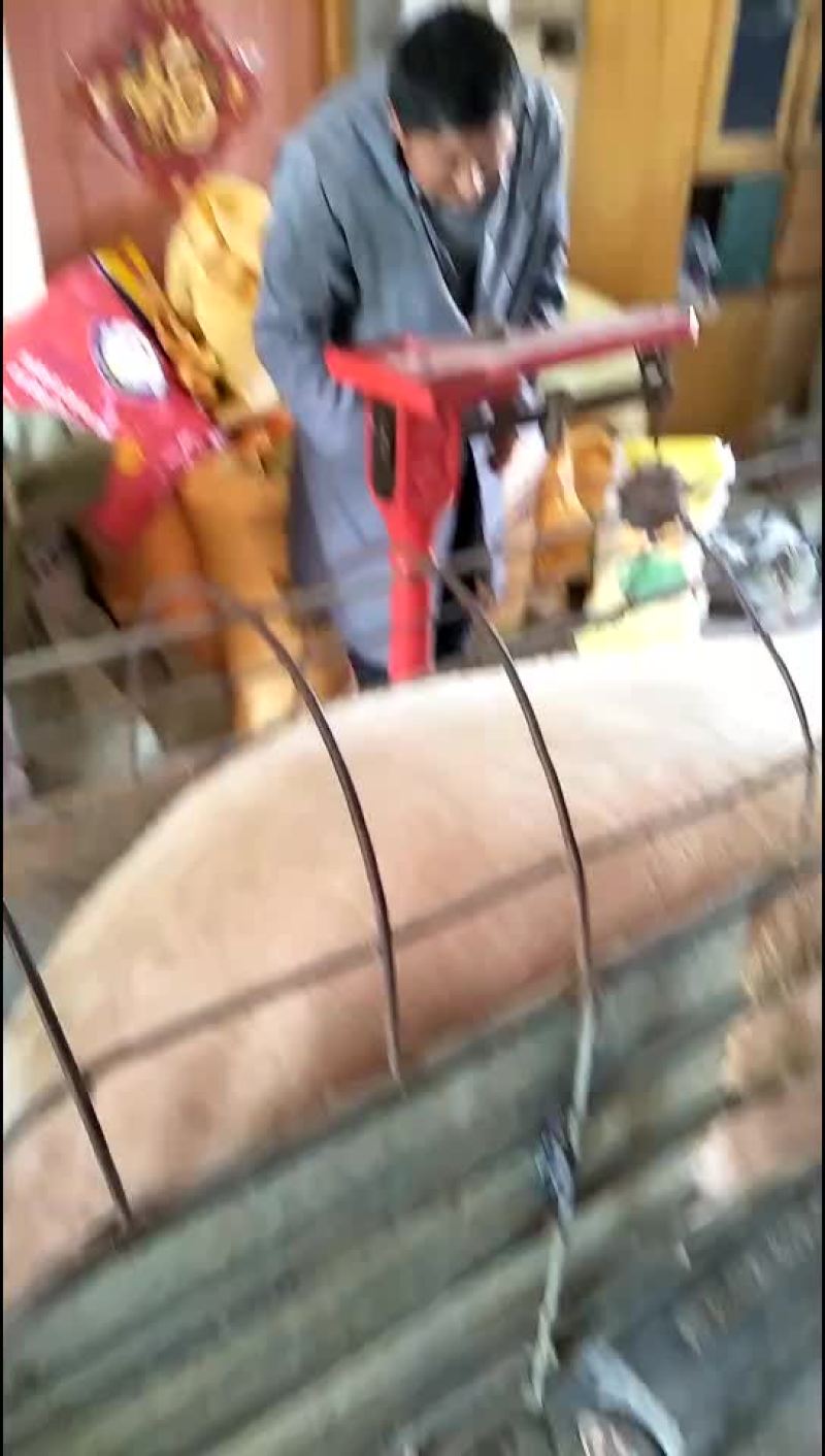 出发浙江均重450斤土猪