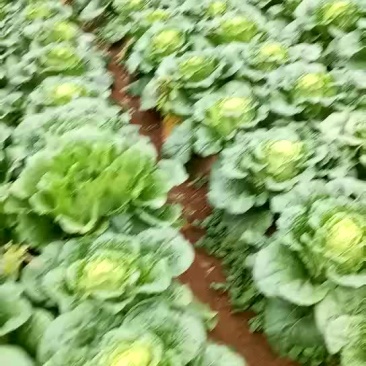 青杂3号