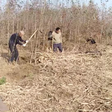 少量美国红枫苗清地处理，
