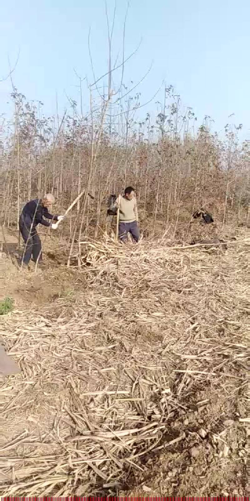 少量美国红枫苗清地处理，