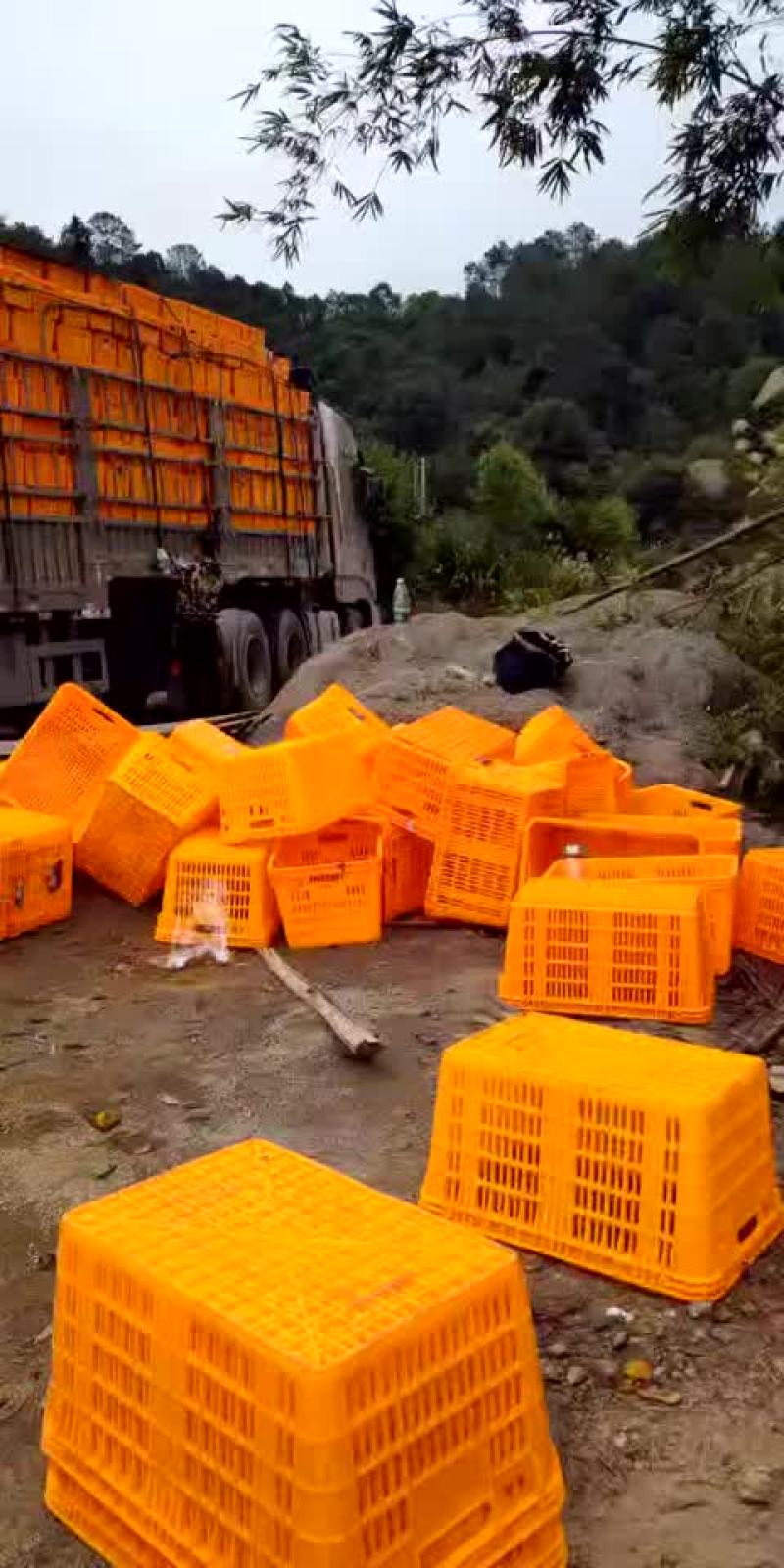 果果优果