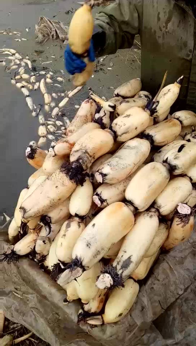 优质货品，长期供货