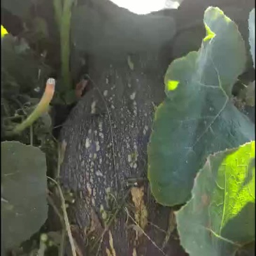 金韩蜜本南瓜