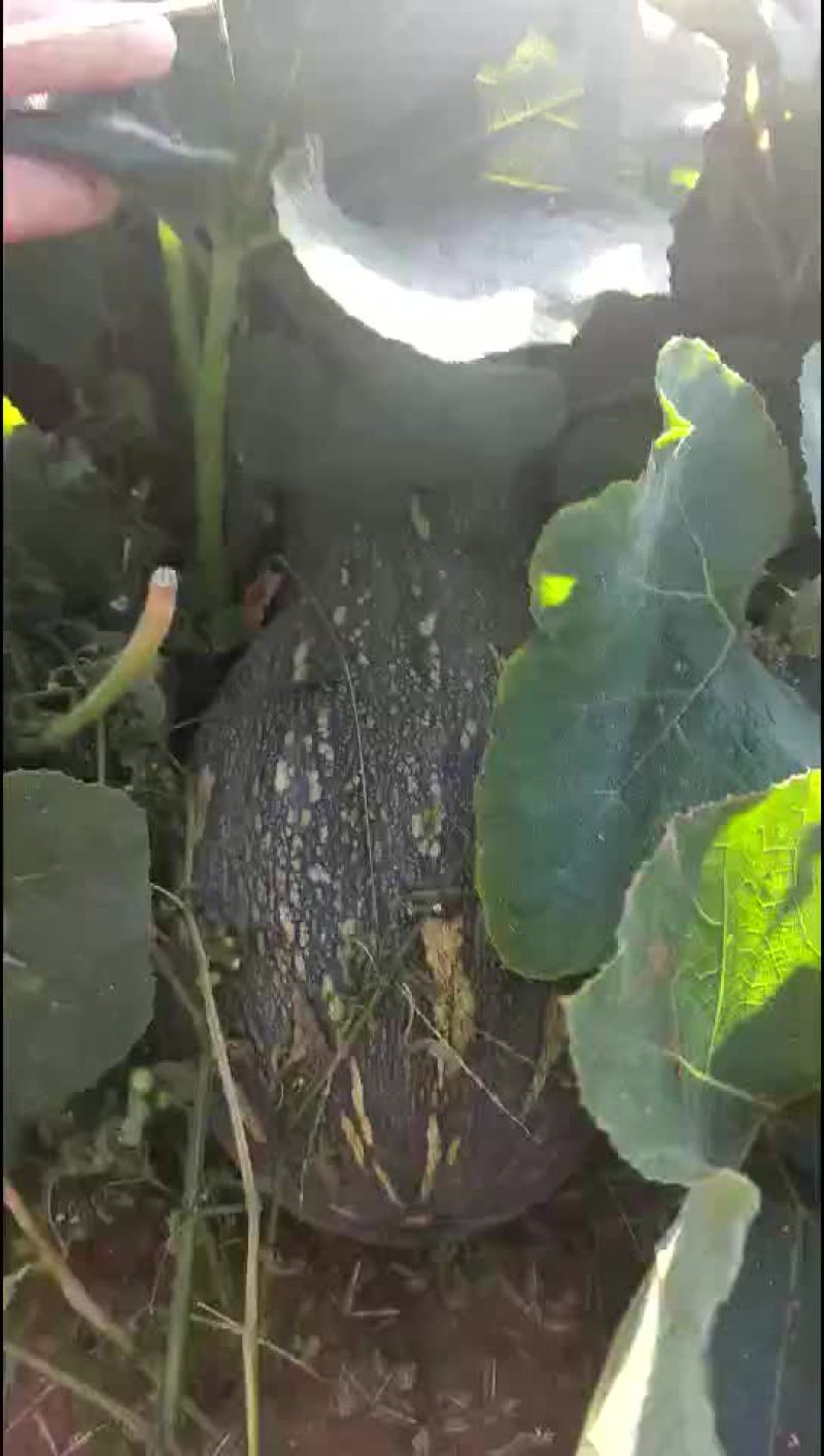 金韩蜜本南瓜
