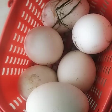新鲜下的鹅蛋