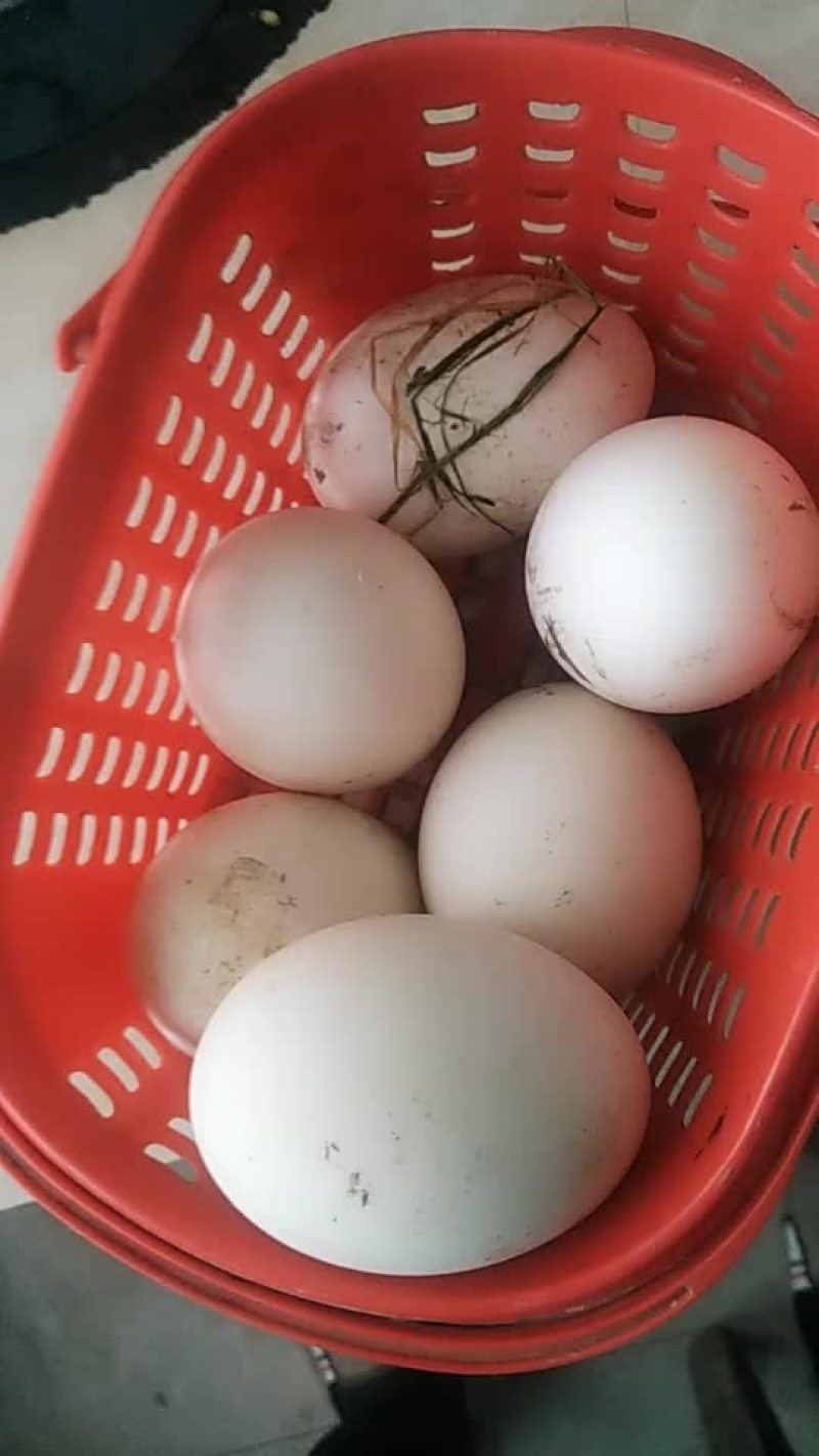 新鲜下的鹅蛋