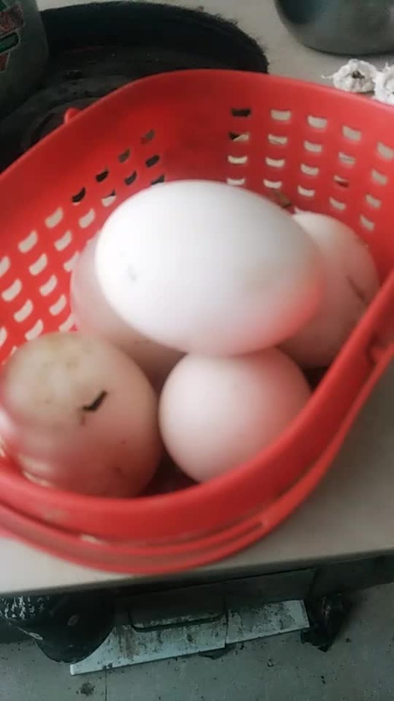 新鲜下的鹅蛋