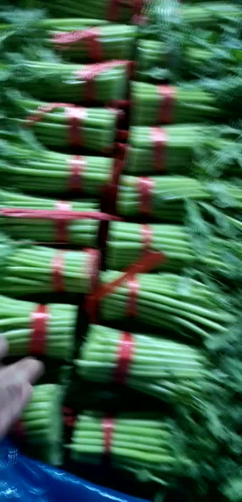 精品茼蒿