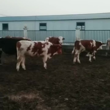 肉牛，纯种西门塔尔牛