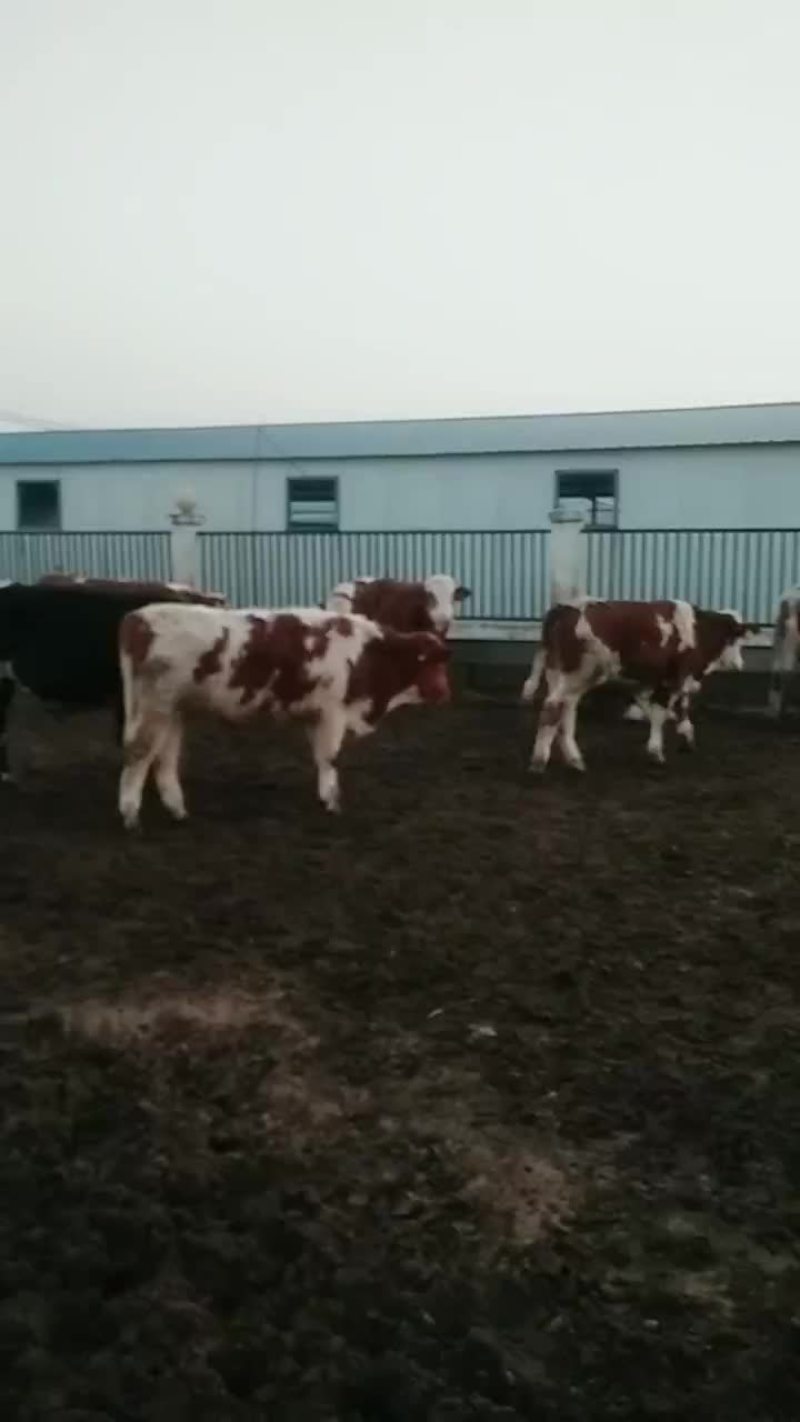 肉牛，纯种西门塔尔牛