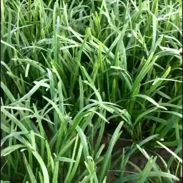 大量韭菜上市欢迎选购