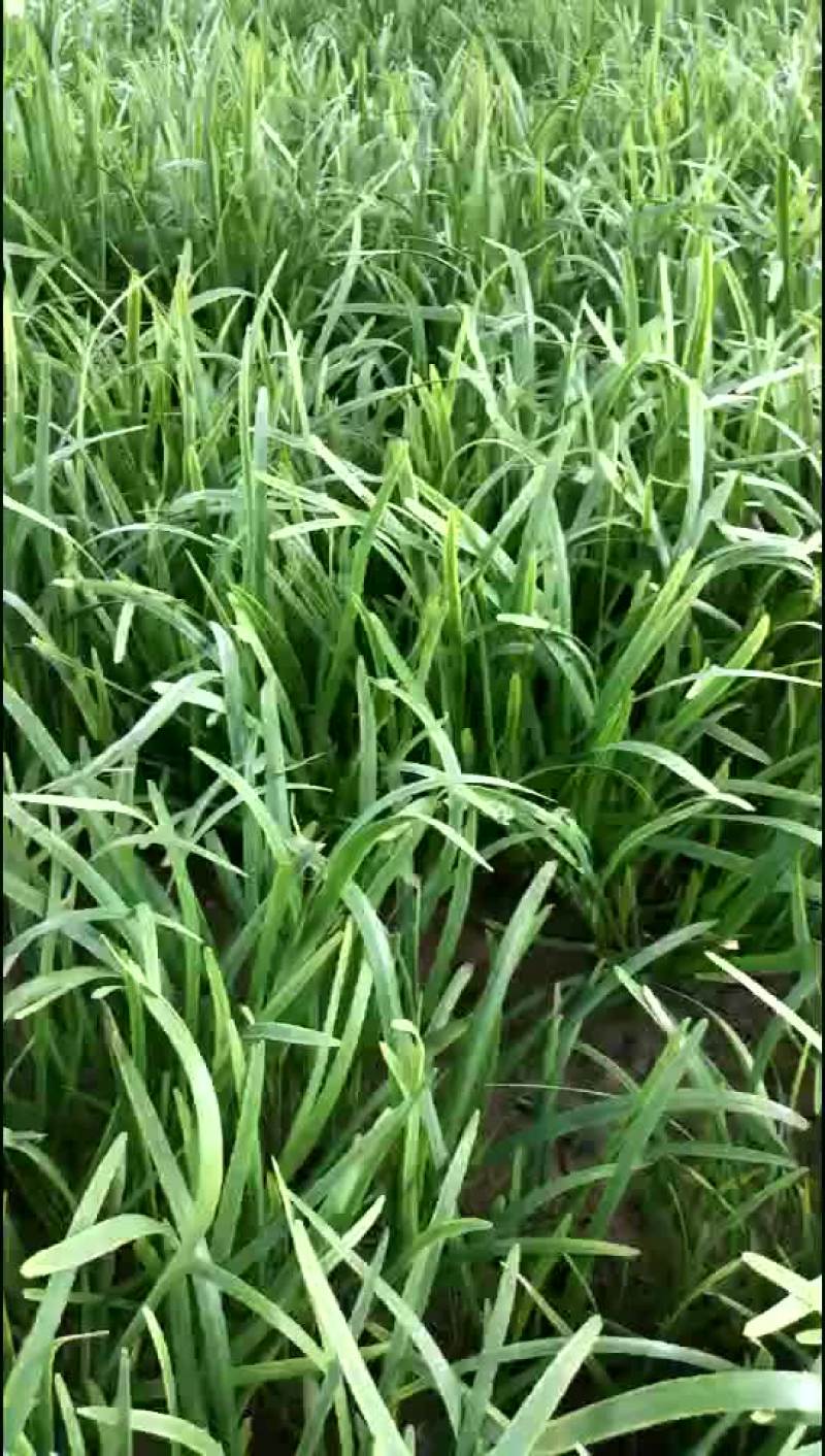 大量韭菜上市欢迎选购