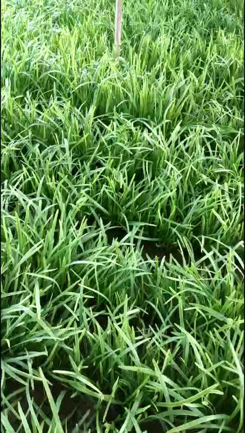大量韭菜上市欢迎选购
