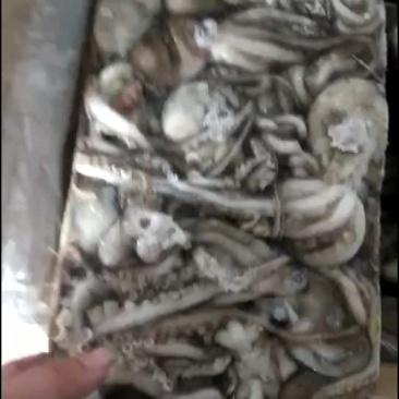 原汁八爪鱼，不泡水