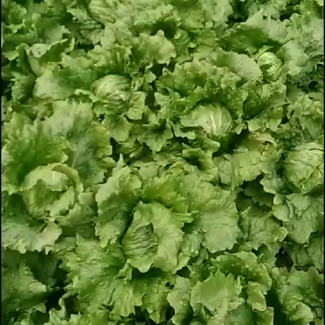 球生菜